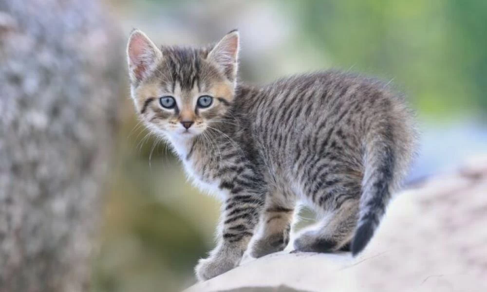 Αυτή είναι η ακριβοπληρωμένη γάτα που διαφημίζει αυτοκίνητα